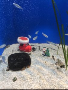 マリホ水族館