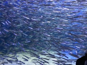 マリホ水族館