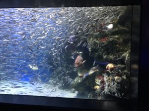 マリホ水族館