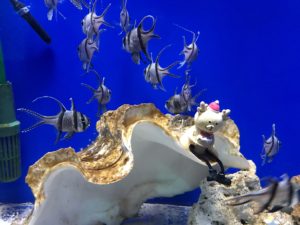 マリホ水族館