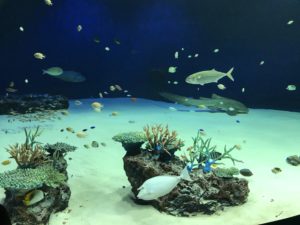 マリホ水族館