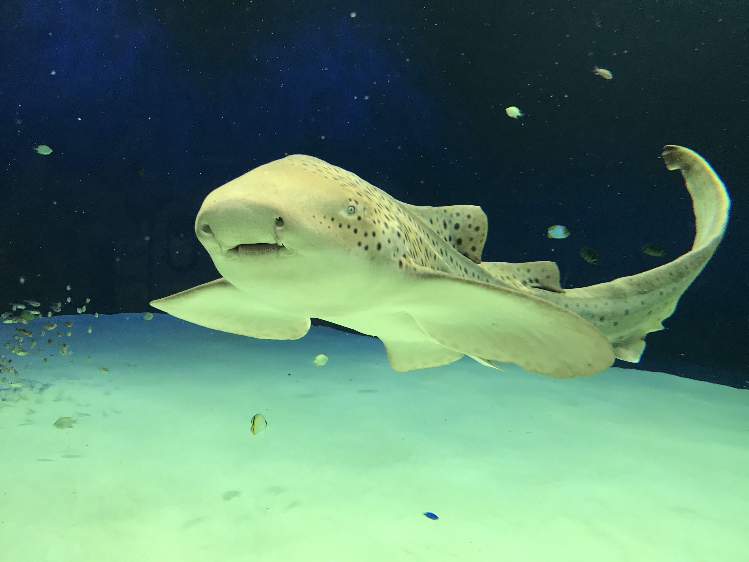 マリホ水族館