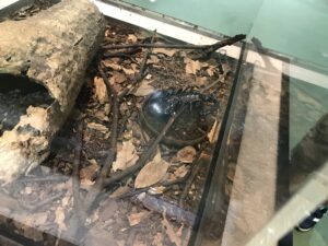 hiroshima-insectarium 広島こんちゅう館ブログ