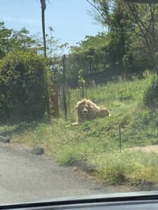 秋吉台サファリランド子連れブログ感想